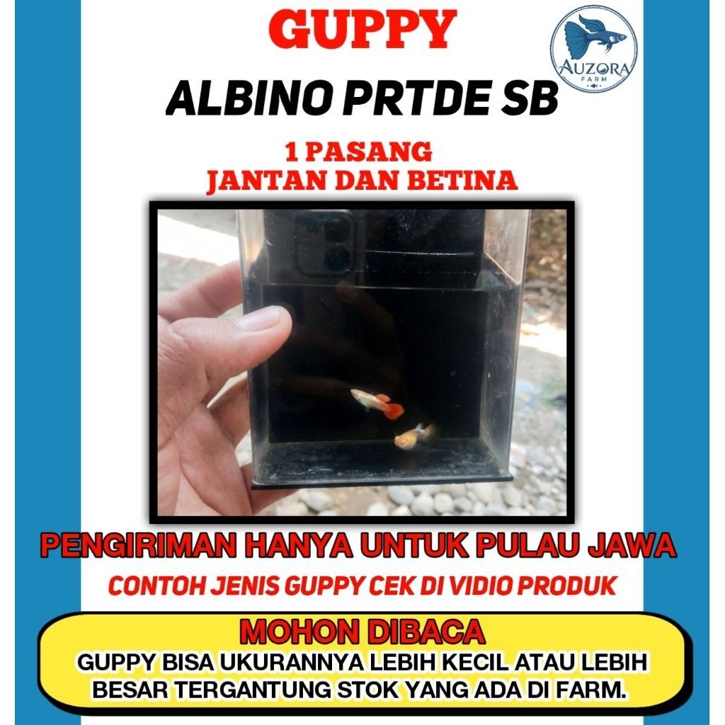 HIASAN AQUASCAPE (1 PASANG) GUPPY ALBINO PRTDE SB SIZE INDUK