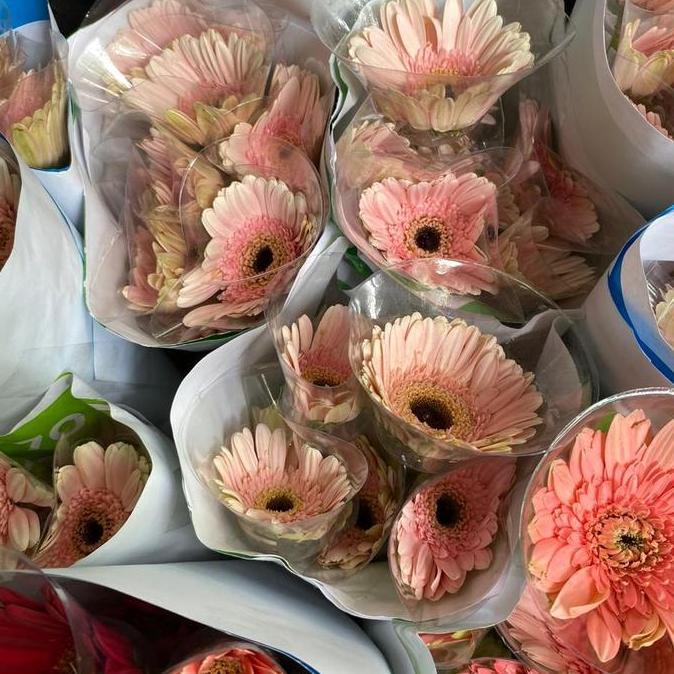 Flower- Bunga Garbera / Bunga Garbera Fresh Cantik