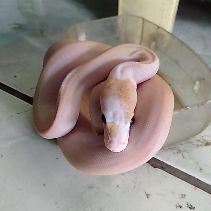 Ready borongan 3 ekor sekaligus retic ivory sd 50%, dan 2 ekor platy sd 50%