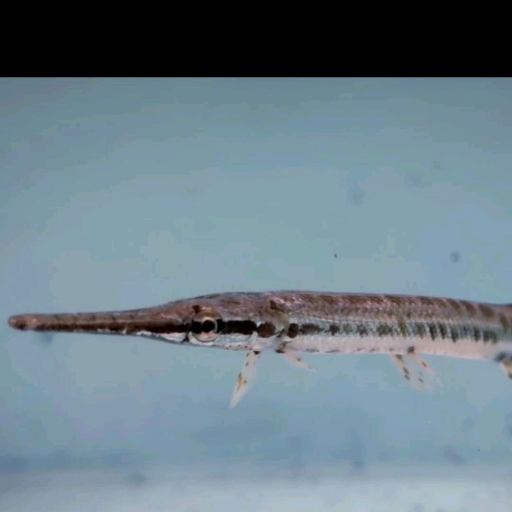 florida gar hiasan aquarium