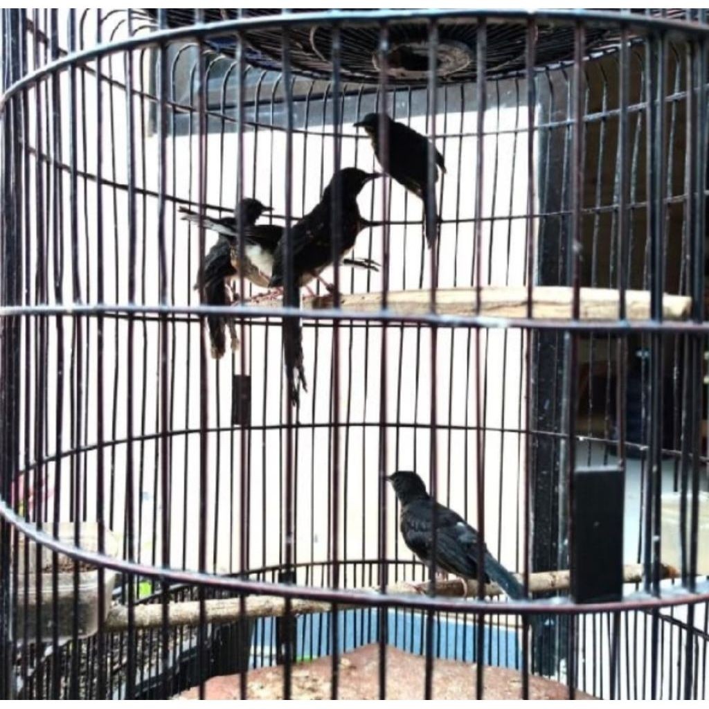 Trotol murai batu,Indukan ekor 28x19,indukan asli bahorok