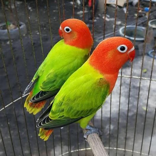 BIOLA GREEN/LOVEBIRD BIOLA