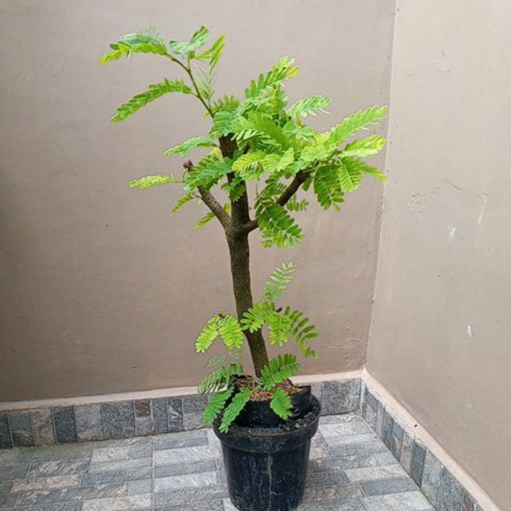 Bonsai Asem Jawa