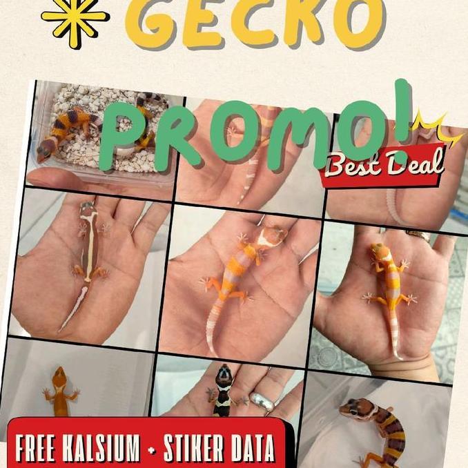 PREMIUM Baby Leopard Gecko PROMO, Limited Stock