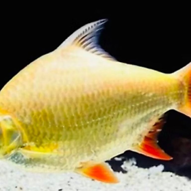 KAVIAT ALBINO -+15CM PER EKOR PEMAKAN LUMUT TANK MATE
