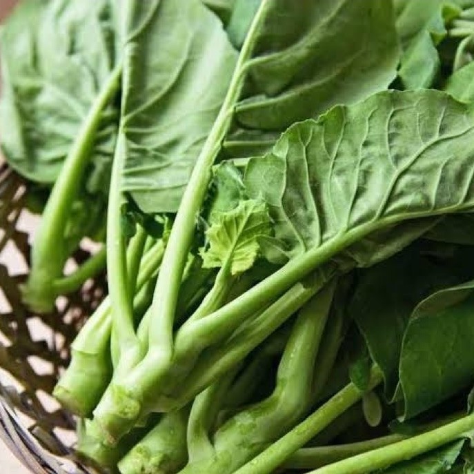 SAYUR KAILAN HIDROPONIK SEGAR