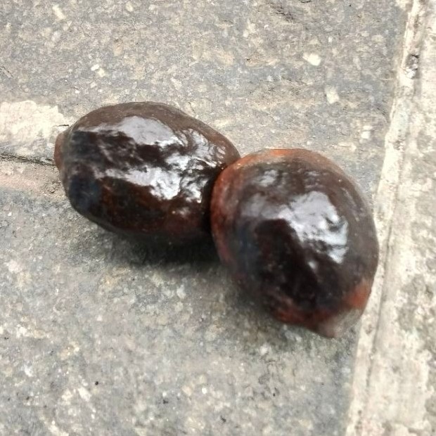 Mungcang Adu / Kemiri aduan jantan