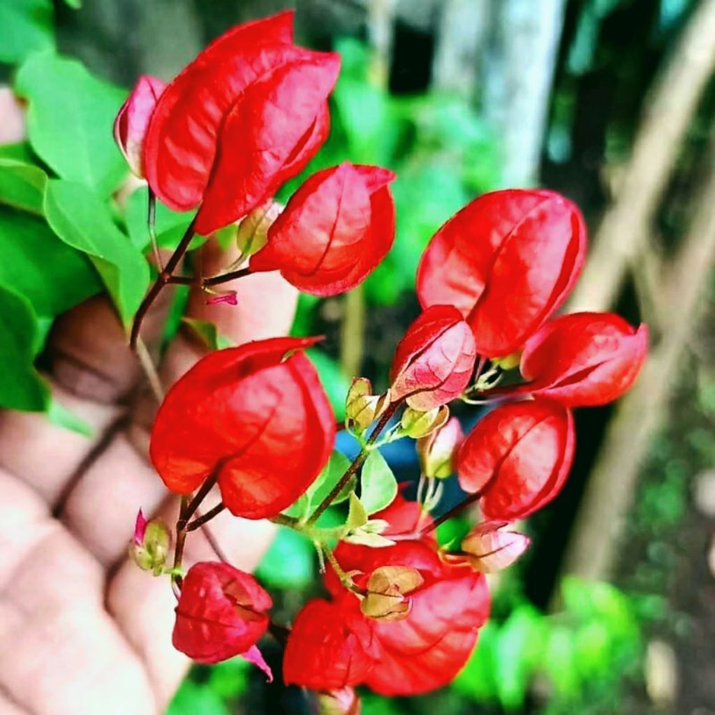 Promo Murah Bibit Bunga Bougenville Anggur Red Chili