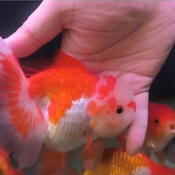 Hiasan Ikan Maskoki Goldfish Oranda RW Red White 15 cm