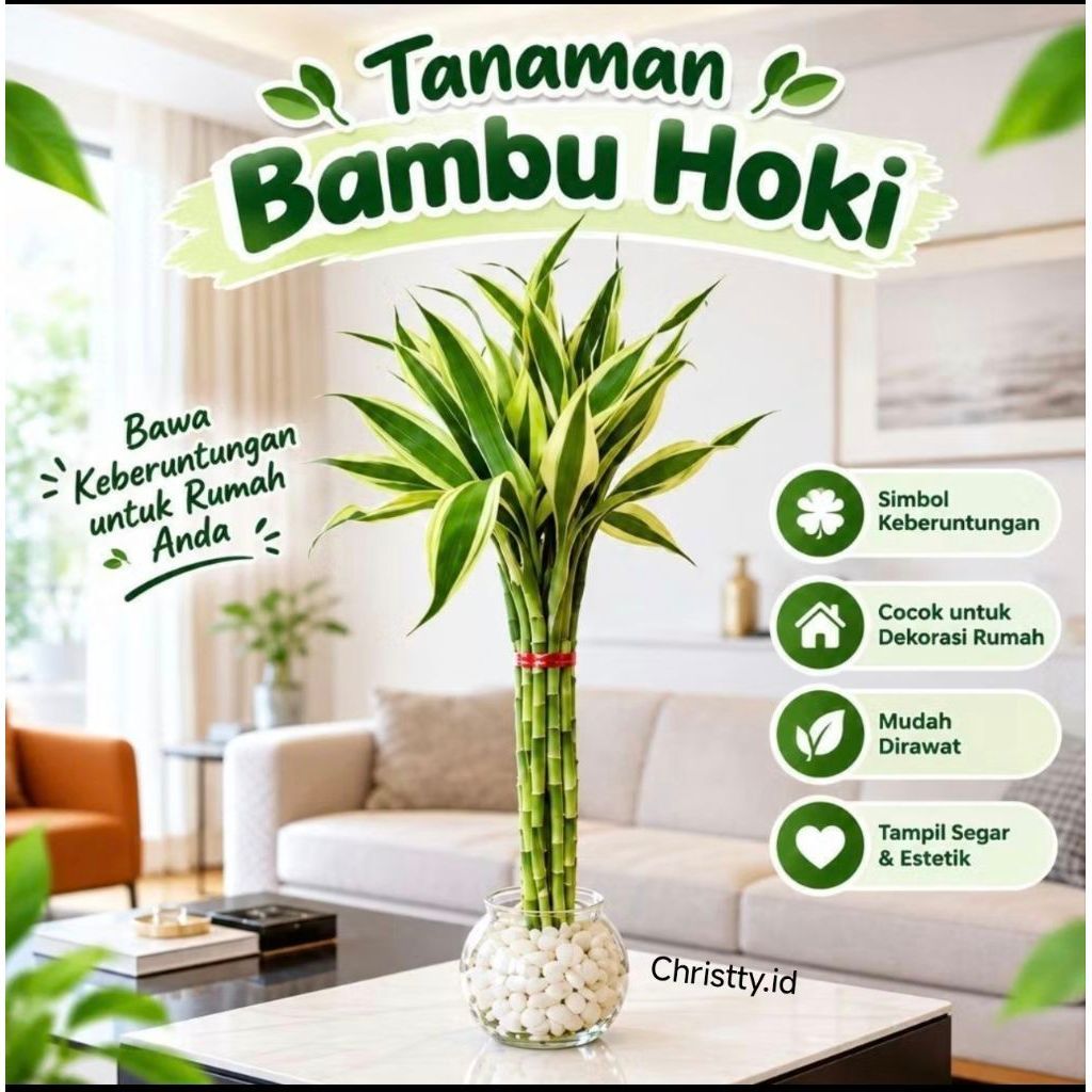 BAMBU HOKI PACHIRA / POHON UANG / MONEY TREE / BAMBU HOKI / VARIGATA