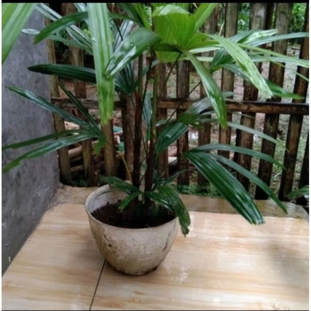 Tanaman Hias Palem Waregu / Waregu