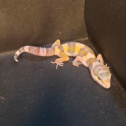 Leopard Gecko Female - Choco Emerine - Usia Juve Betina Sehat Mulus HG109