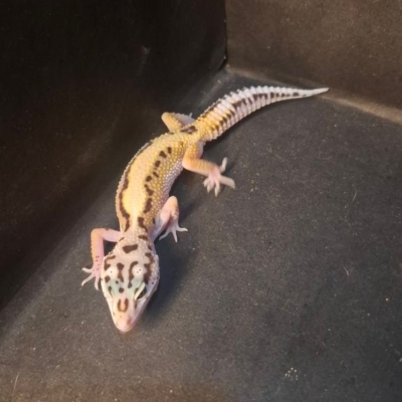 Leopard Gecko Female - Bold Stripe (Pattern Kepala Keren) - Usia Juve Betina Sehat Mulus HG116