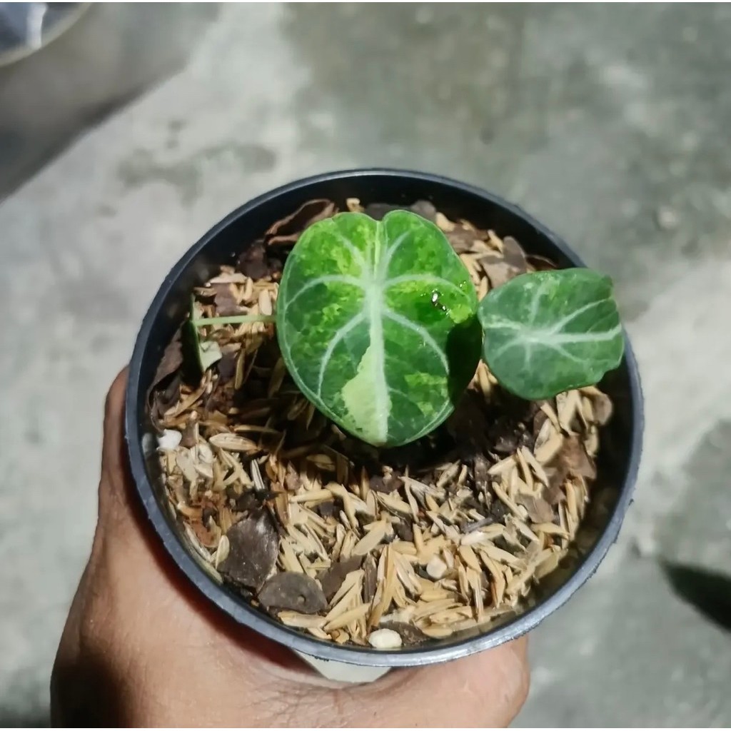 alocasia  ninja splash variegated
