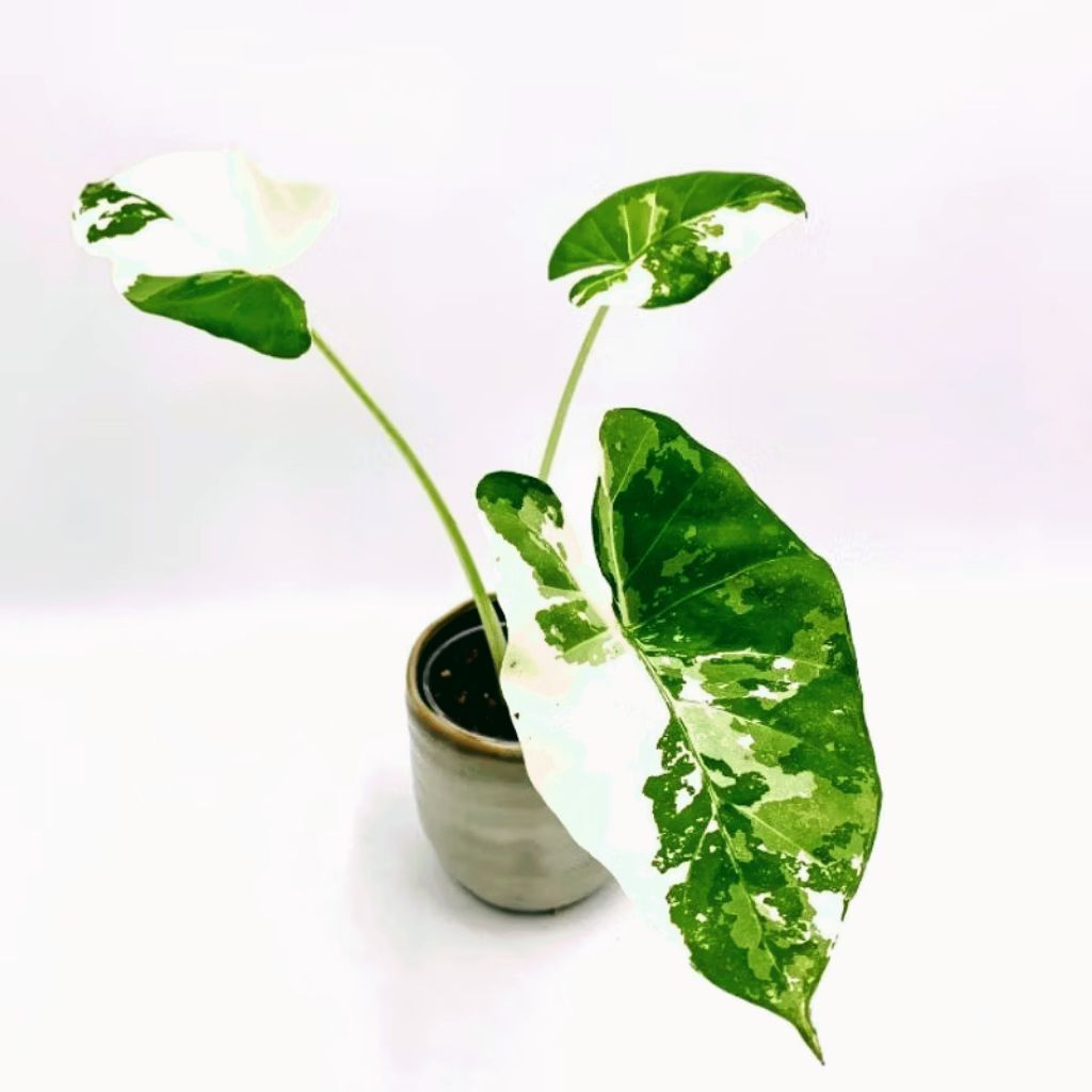 Tanaman Hias Alocasia Sente Varigata / Keladi Talas Variegata / Macrorrhiza Var