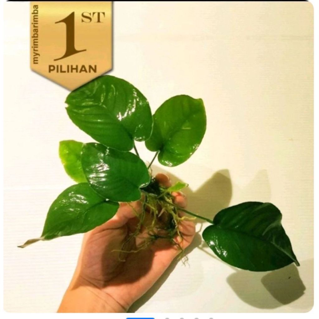 Paket (Isi 5) Wabikusa Anubias Barteri Broadleaf Tanaman Air Aquascape Hiasan Aquarium Ikan