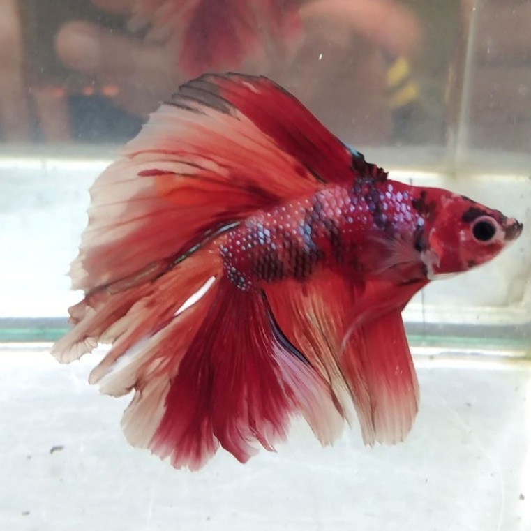 ikan cupang hias aquarium HMDT multi size M