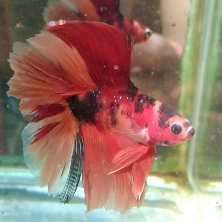 ikan cupang hias aquarium HMDT multi size M