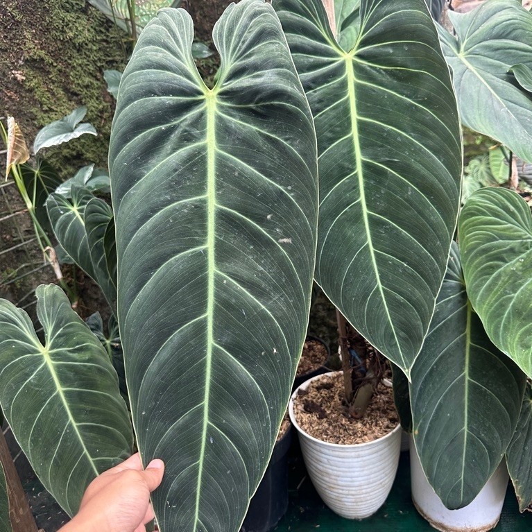 Tanaman Hias Philodendron Melanochrysum Narrow/Melano Narrow