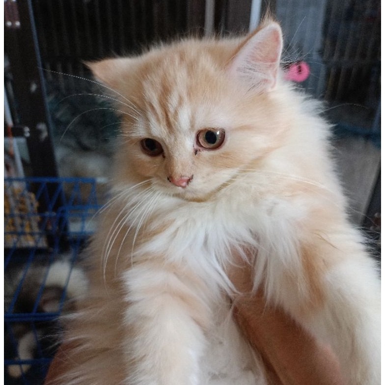 (KHUSUS GOJEK)Anak Kucing Kitten Persia Flatnose Medium