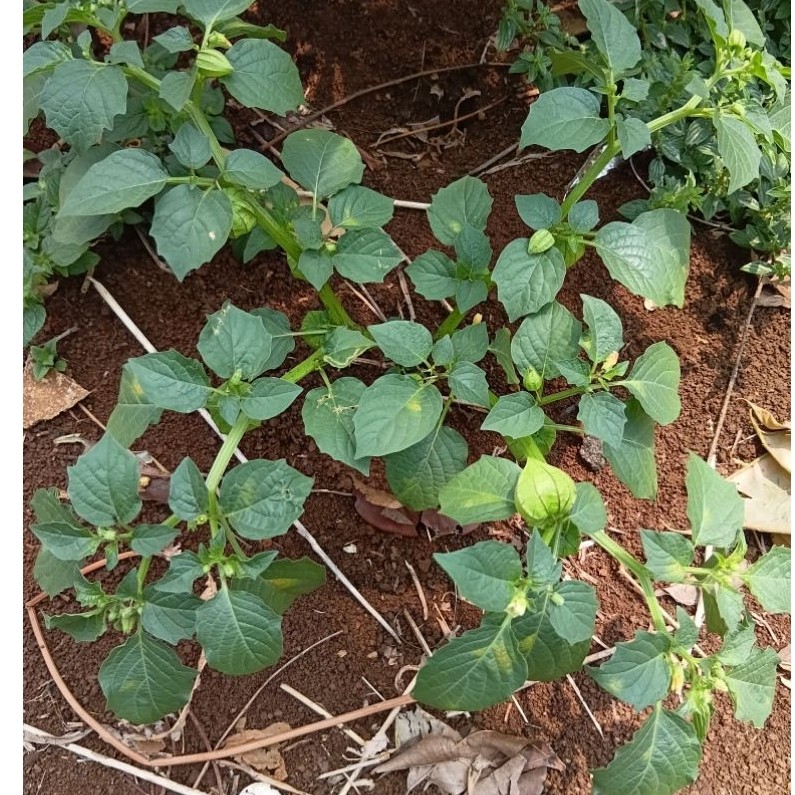 Daun Ciplukan Segar