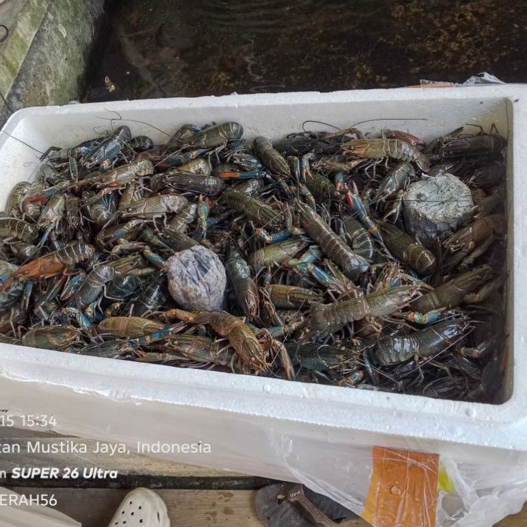 baby lobster air tawar beku size s
