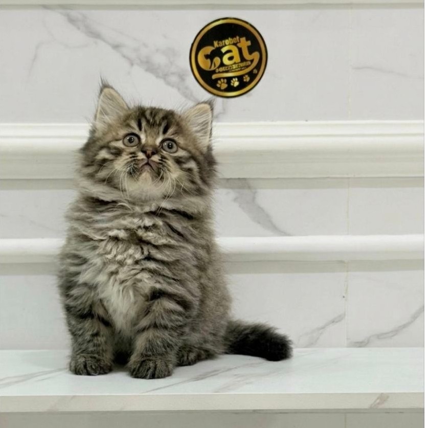 kucing Norwegian muchkin
