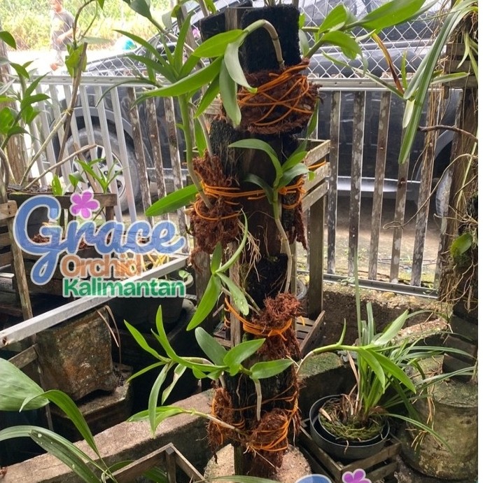 Anggrek Mantangai KalimantaN