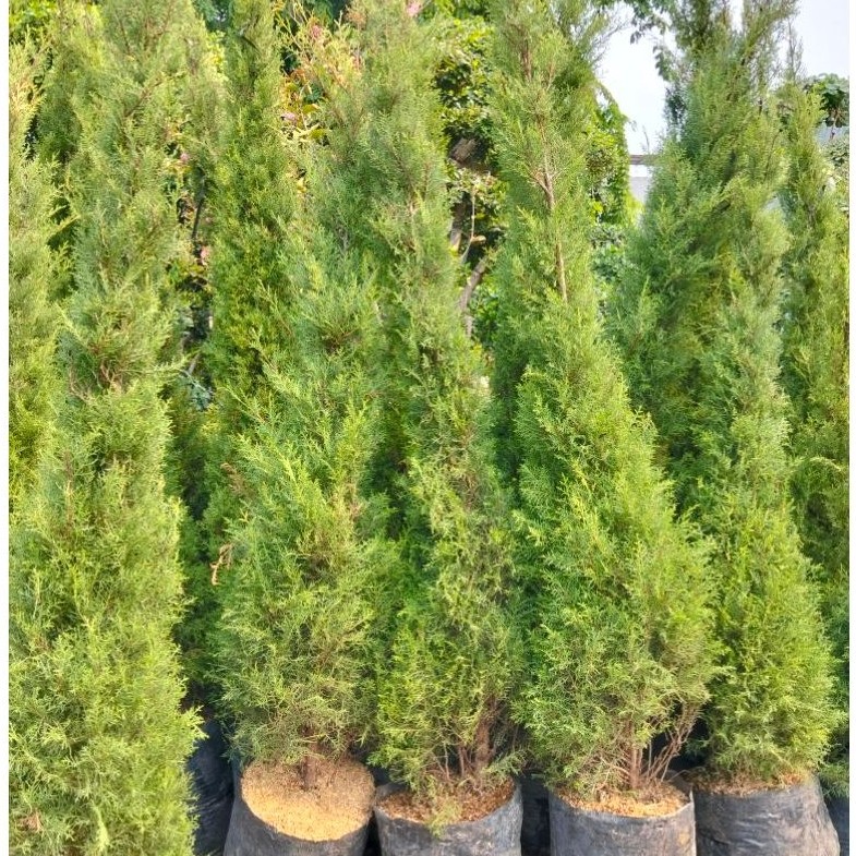 Tanaman Hias Cemara Wangi- Tinggi 2M-(Cupressus sempervirens-cemara rentes wangi)- Siap Tanam