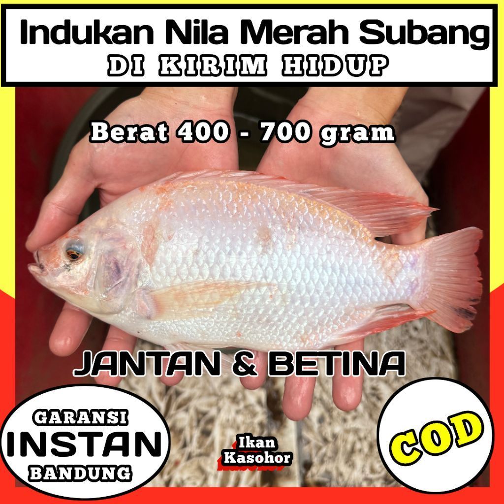 Indukan ikan Nila merah subang hidup / nila subang / induk nila merah / ikan kasohor / bandung