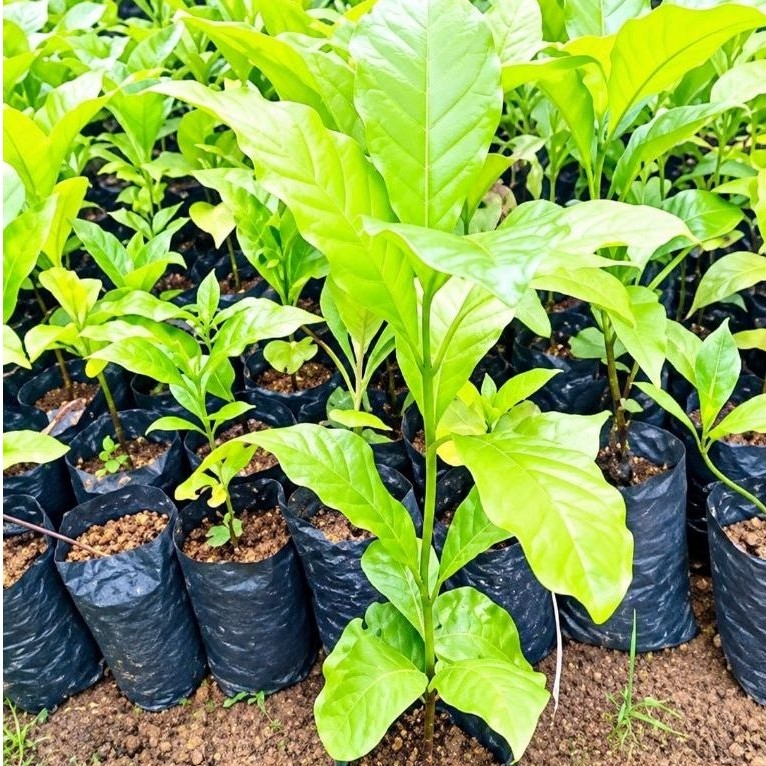 bibit kopi Arabika Gayo Ateng super asli siap tanam isi 10 pcs