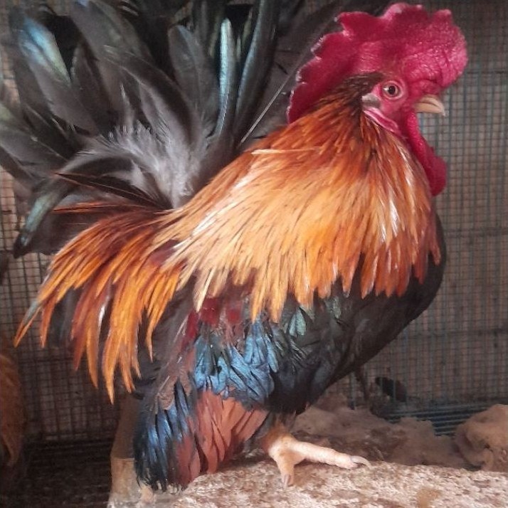 AYAM KATE CEPER JANTAN SATUAN "ayam sesuai foto"