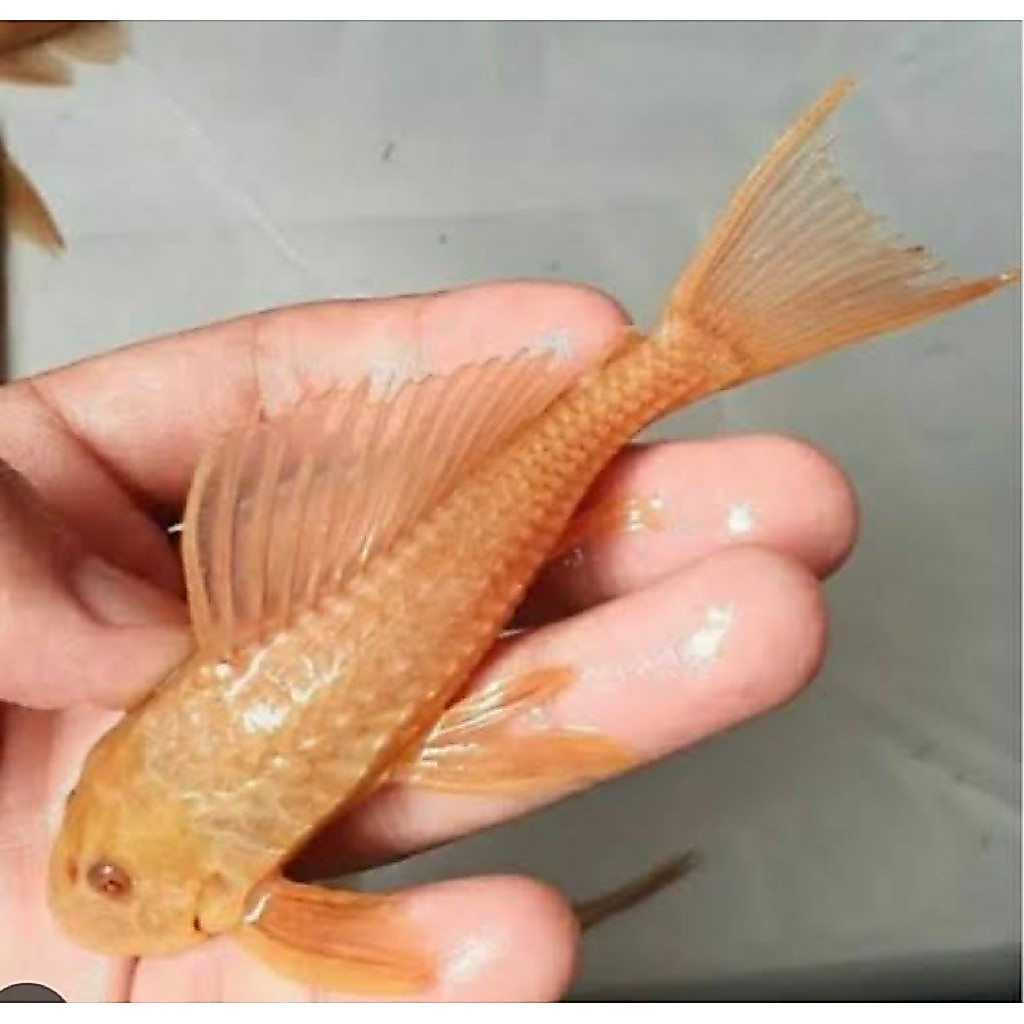 ikan sapu sapu albino