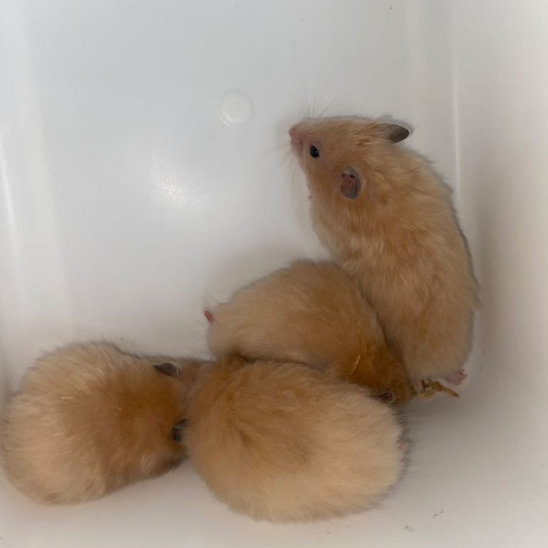 hamster yellow satin