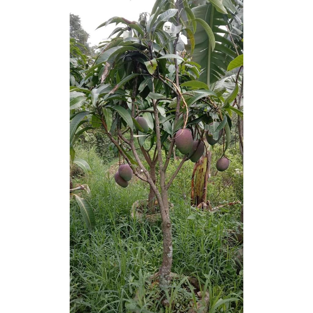 Pohon Mangga Miyazaki berbuah / Pohon mangga Red Miyazaki
