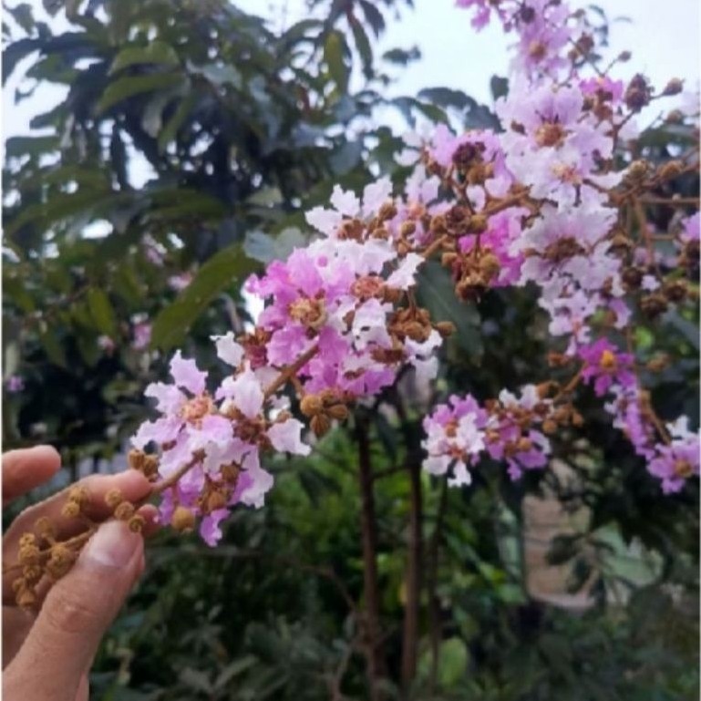 Pohon bungur bunga pink dan putih tinggi 80/100cm