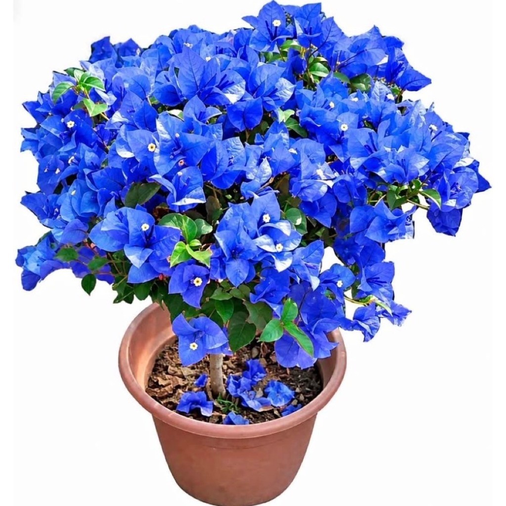 Bibit Bougenville Biru Siap Tanam