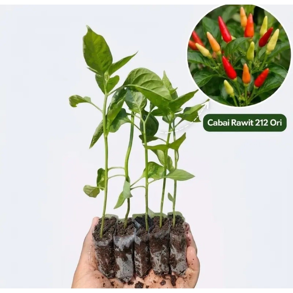 Bibit Cabe rawit ori 212 / cabe setan siap tanam