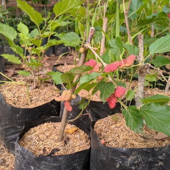 >> Bibit Tanaman Buah Murbei / Mulberry Jumbo Cangkok (Sudah Berbuah)