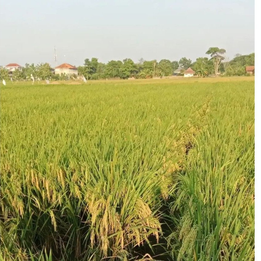 BENIH PADI INFARI BLAST KEMASAN 5KG ORIGINAL