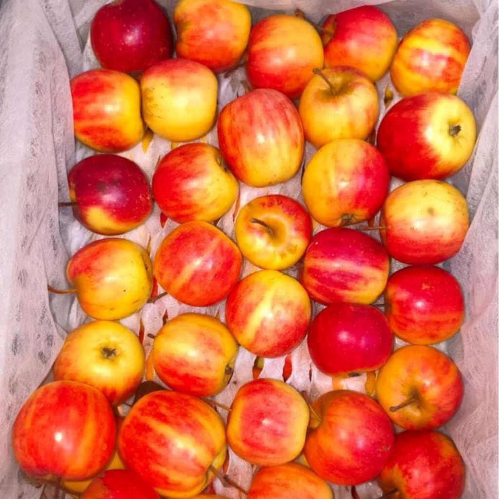 (Khusus Pengiriman Instan Sameday) Apel Candy 1 Kg Perkratt isi 7 Kg Fresh Segar Buah Candy Apel Kem