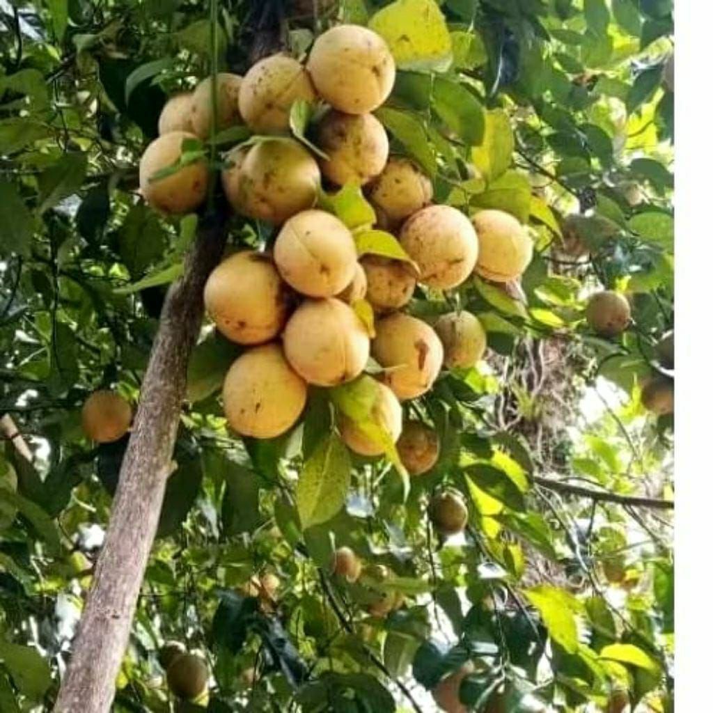 buah pala segar