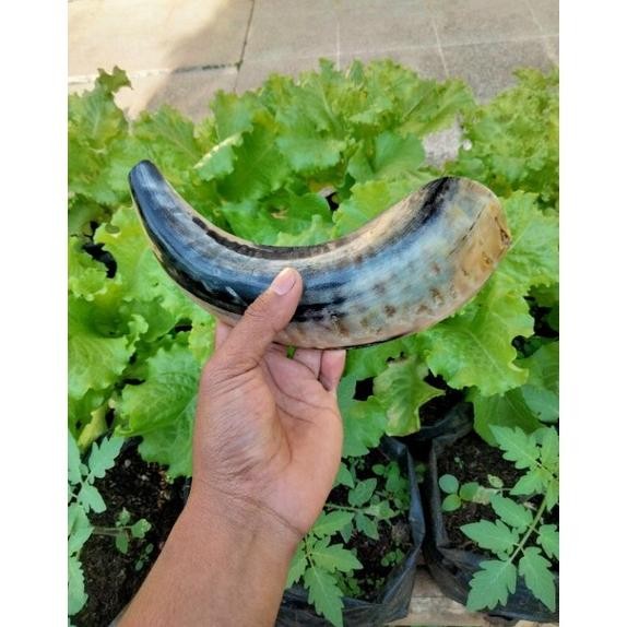 Shofar Ram Trompet Sangkakala Asli Tanduk Shofar Tanduk
