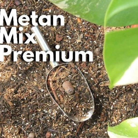 Media Tanam Sultan Aroid Monstera Variegata Aglonema