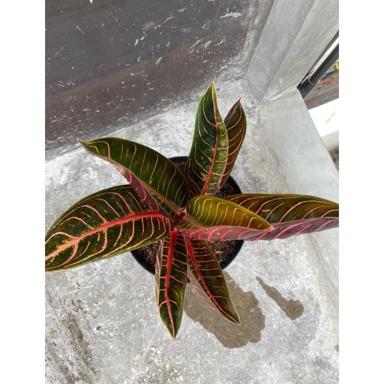 Bibit Bunga Aglonema Red Sumatra / Tanaman Aglonema Red Sumatra Asli