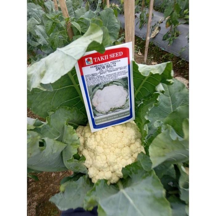 

Cod - 15 Biji - Benih Kembang Kol Snow Waltz Bunga Kol Unggul Import