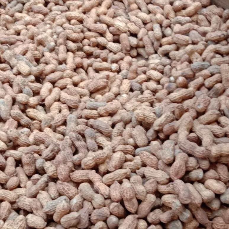 

Kacang Kulit Sangrai Madura Super Enak Gurih Renyah 1Kg