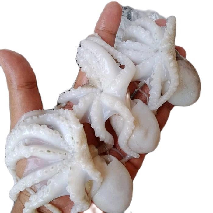 

LS Baby Octopus Fresh Frozen - Baby Gurita 1kg PT Rivel Food Group Halal Certified
