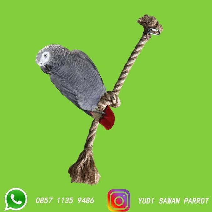 TERBARU - Toys Mainan Parrot Tali Burung Kakatua Macaw Conure Falk