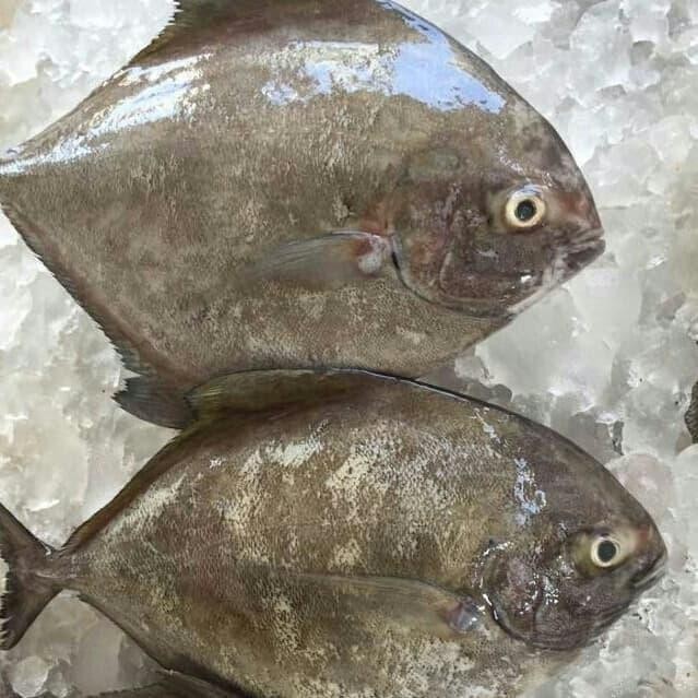 

HSS Ikan bawal hitam frozen/beku kemasan per 1 kg